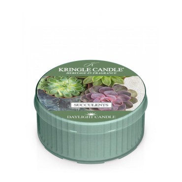 Daylight Succulents Kerze von Kringle Candle
